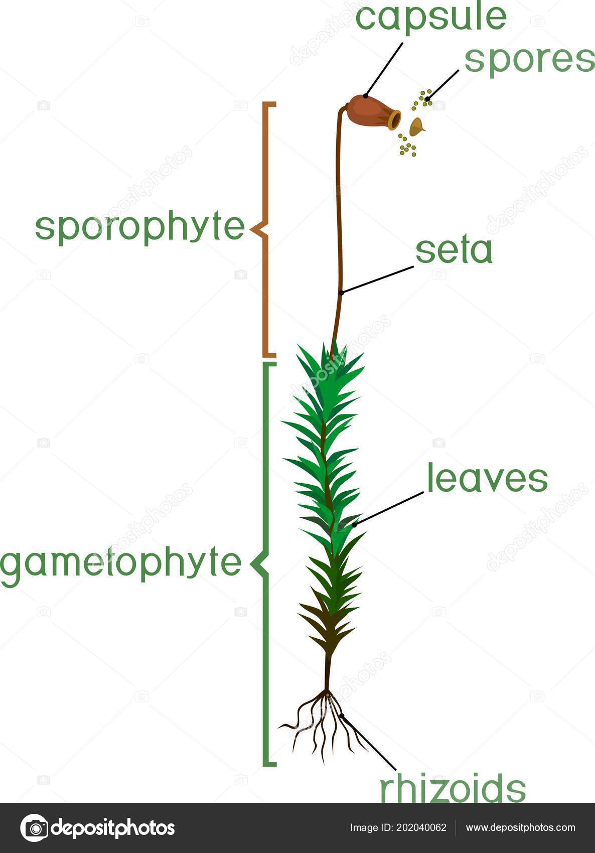 Structure Female Plant Haircap Moss Gametophyte Sporophyte Titles Stock ...