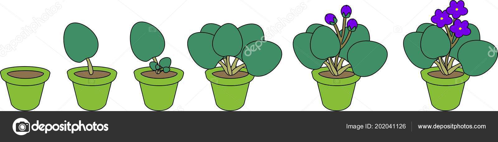 vegetativa propagation Multiplicacion asexual vegetativa propagation Multiplicacion asexual
