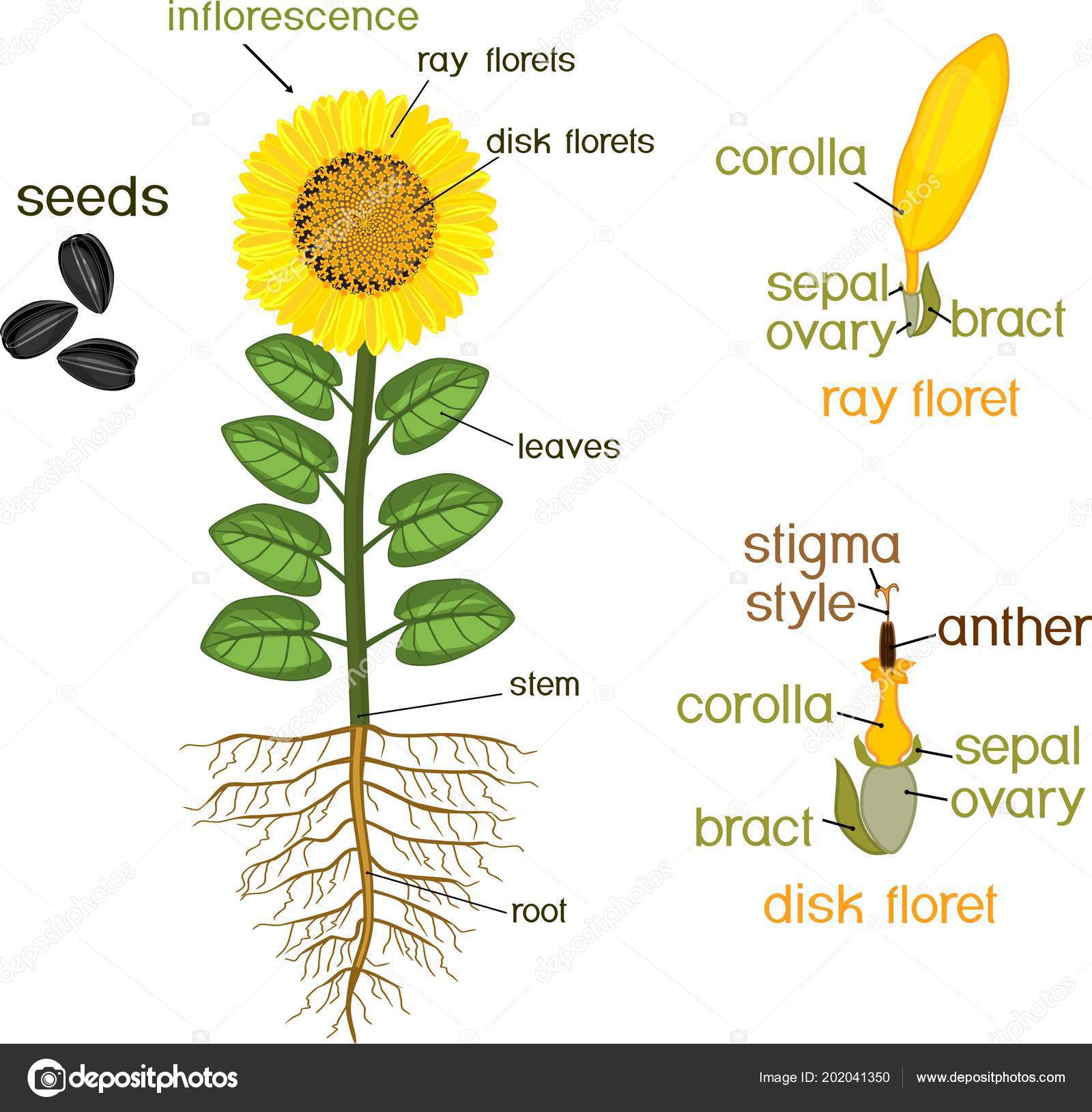 [DIAGRAM] Parts Of A Sunflower Diagram