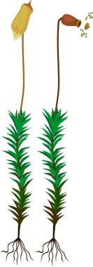 Olgun kadın gametophytes ortak haircap moss veya sporophytes ile Polytrichum komün