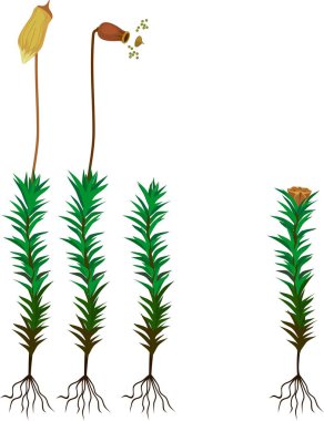 Male and female plants of common haircap moss or Polytrichum commune clipart