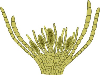 Androecium of common haircap moss or Polytrichum commune clipart