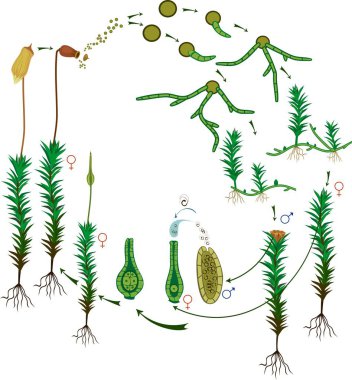 Moss yaşam döngüsü. Diyagram ömrünün ortak haircap Moss (Polytrichum komün) beyaz arka plan üzerinde izole