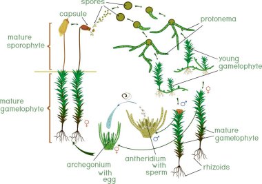 Moss yaşam döngüsü. Ortak haircap moss (Polytrichum komün) başlıkları ile yaşam döngüsü diyagramı