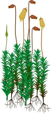 Plants of common haircap moss or Polytrichum commune. Mature gametophytes with sporophytes clipart