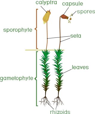 Haircap yosun (sporophyte ile yosunlarında) başlıkları ile kadın bitki yapısı