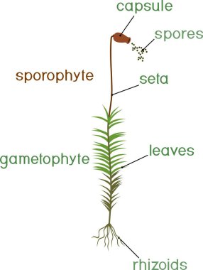 Structure of female plant haircap moss (gametophyte with sporophyte) with titles clipart