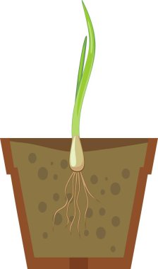 Soğan ampul tencerede yeşil yaprakları ile filiz