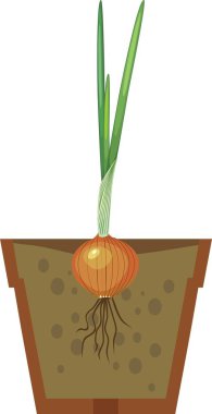 Soğan ampul tencerede yeşil yaprakları ile filiz