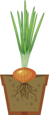 Soğan ampul tencerede yeşil yaprakları ile filiz