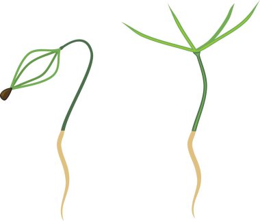 Fide ile yeşil iğne ve beyaz arka plan üzerinde kök çam ağacının