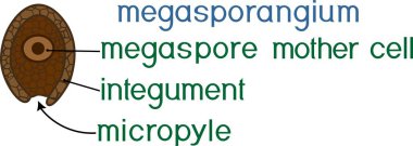 Megasporangium başlıklar ile Açık tohumlular bitkinin yapısını