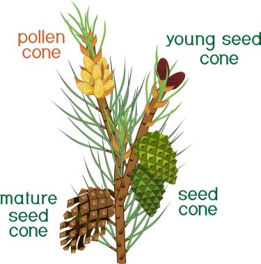 Yeşil iğne ile çam dalı, beyaz arka plan üzerinde başlıkları ile farklı yaş erkek ve dişi koniler. Pinus sporophyte