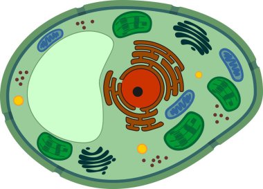 Structure of plant cell with different organelles