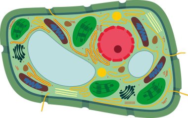 Structure of plant cell with different organelles clipart