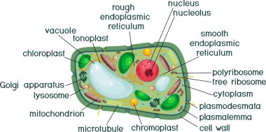 Plant cell structure with titles clipart