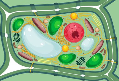 Structure of plant cell with different organelles clipart