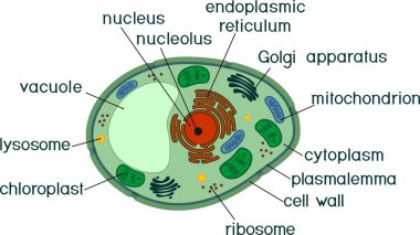 Plant cell structure with titles clipart