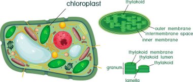 Plant cell and chloroplast structure with titles clipart
