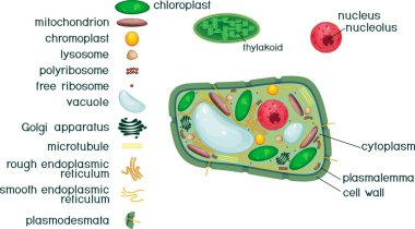 Plant cell structure with titles and different organelles clipart