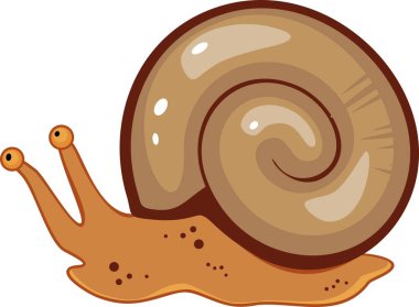 Büyük ramshorn (Planorbarius corneus) tatlı su salyangoz