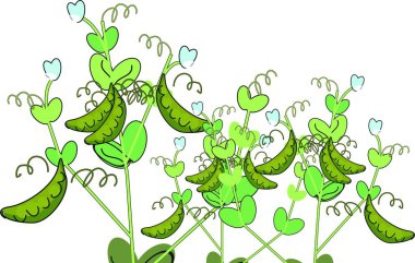 Pod ile yeşil bezelye bitkisinin kroki