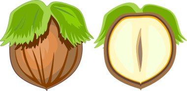 Soyulmamış fındık ve yarı boyuna bölümün içine kesilmiş