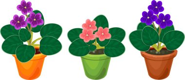 African violets (Saintpaulia) plants with flowers of different colors in pots clipart