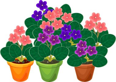 Group of flowering African violets (Saintpaulia) plant in flower pots clipart