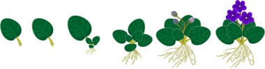 Stages of vegetative reproduction of African violets (Saintpaulia). Sequence of stages of plant growth from leaf section to mature plant with flowers clipart