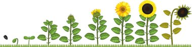 Life cycle of Sunflower. Growth stages from seed to flowering and fruit-bearing plant clipart