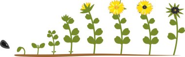 Sunflower life cycle. Growth stages from seeding to flowering and fruit-bearing plant clipart