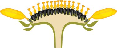Flower head or pseudanthium in cross section. Structure of sunflower inflorescence clipart