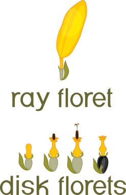 Ray zygomorphic and actinomorphic disk florets of inflorescence flower head or pseudanthium with titles clipart