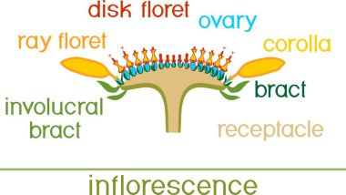 Structure of flower of sunflower in cross section. Diagram of flower head or pseudanthium. Parts of sunflower with titles clipart