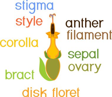 Önümüzdeki çiçek kafa veya başlıkları ile pseudanthium actinomorphic disk çiçek yapısını