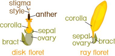 Önümüzdeki çiçek kafa veya pseudanthium başlıkları ile ray zygomorphic ve actinomorphic disk çiçek yapısını
