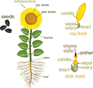 Parts of sunflower plant. Morphology of flowering plant with root system, flower, seeds and titles clipart