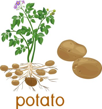 Patates bitki kök sistemi ve yumrular beyaz zemin üzerine çiçekli