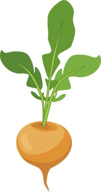Turnip with haulm on white background clipart