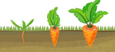 Stages of growth of carrots on vegetable patch clipart