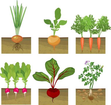 Set of different vegetables plant showing root structure below ground level on white background clipart