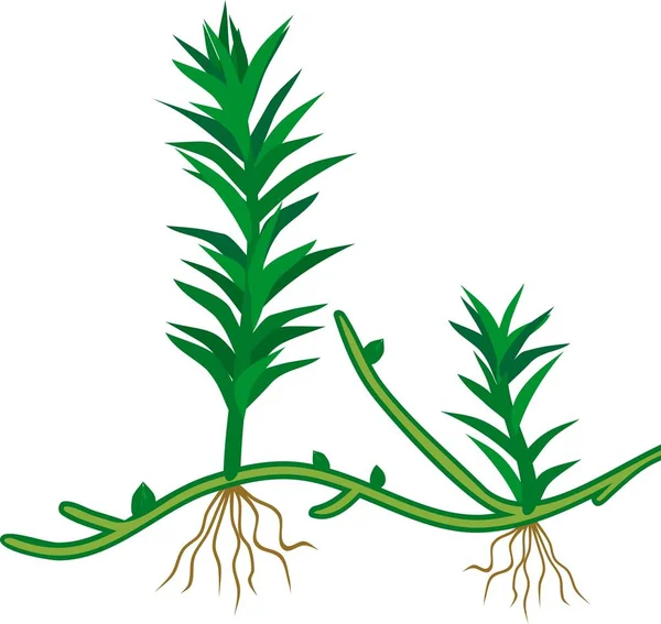 Växter Gemensamma Haircap Mossa Eller Polytrichum Commune Unga Rymdskepp Protonema — Stock vektor