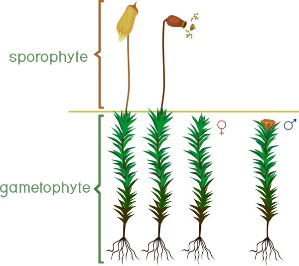 Structure of haircap moss (gametophyte with sporophyte) with titles. Male and female plants