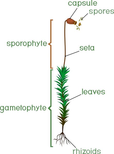 Structure of female plant haircap moss (gametophyte with sporophyte) with titles