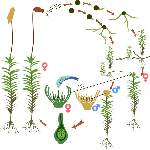 Moss Livscykel Diagram Över Livscykeln För Gemensamma Haircap Moss Polytrichum — Stock vektor