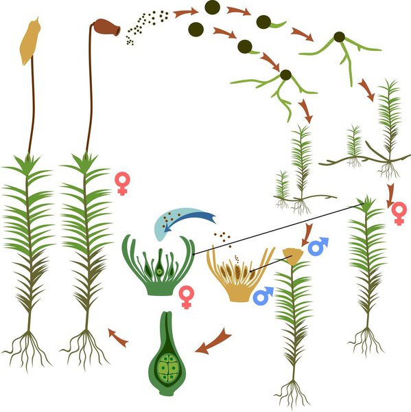 Moss life cycle. Diagram of life cycle of Common haircap moss (Polytrichum commune) isolated on white background
