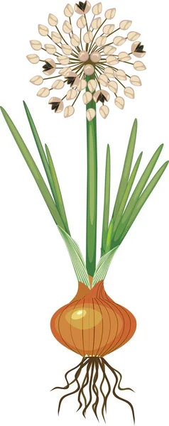 Plante Oignon Avec Boule Graines Bulbe Feuilles Vertes Sur Fond — Image vectorielle