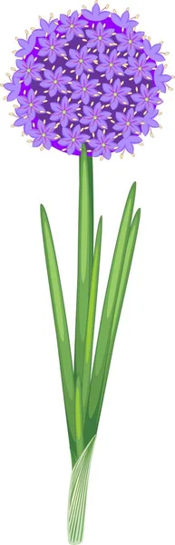 Fleur Oignon Ornemental Avec Des Feuilles Vertes Sur Fond Blanc — Image vectorielle