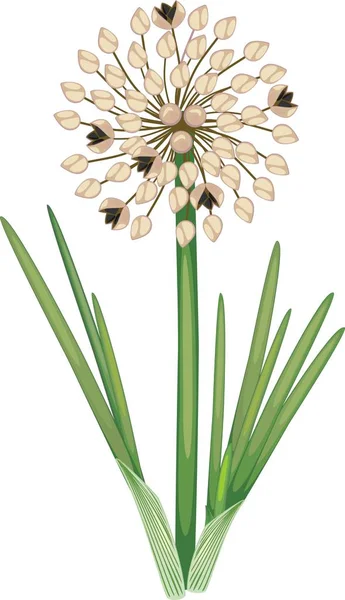 Soğan Bitki Tohum Topu Beyaz Zemin Üzerine Yeşil Yaprakları Ile — Stok Vektör
